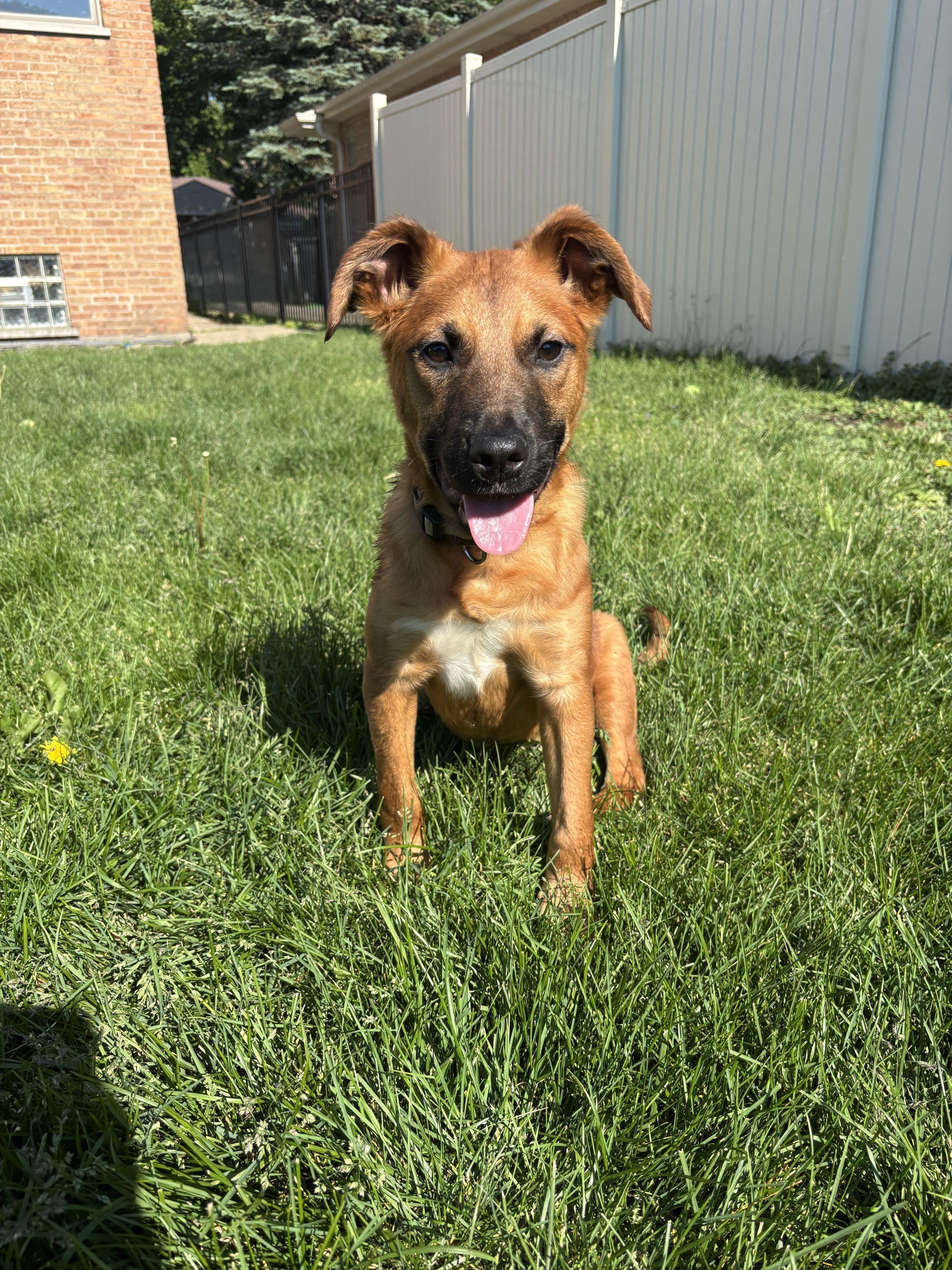 Enlarge Hansel, a ADOPTABLE Shepherd in Homewood, IL image 3/5