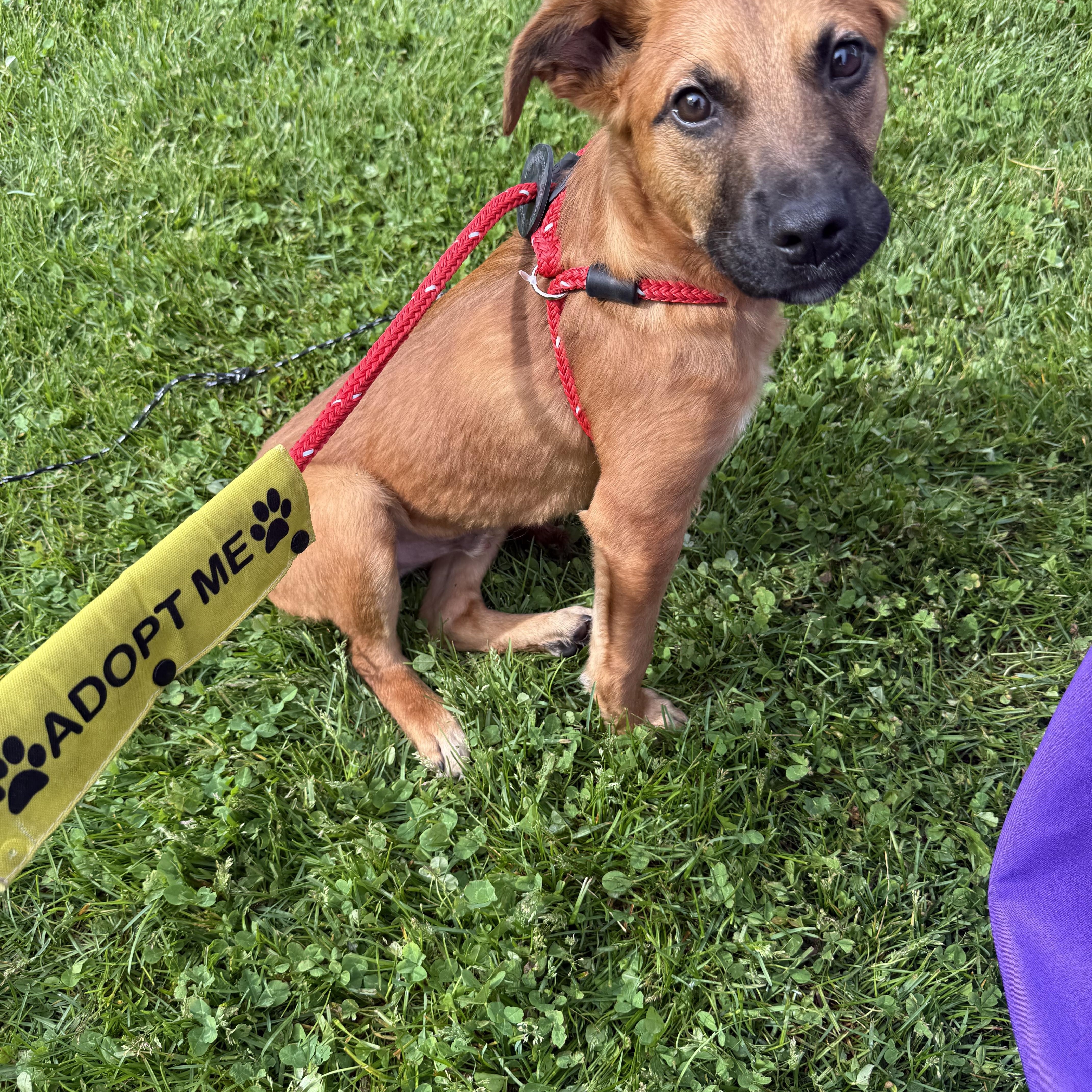 Enlarge Hansel, a ADOPTABLE Shepherd in Homewood, IL image 5/5