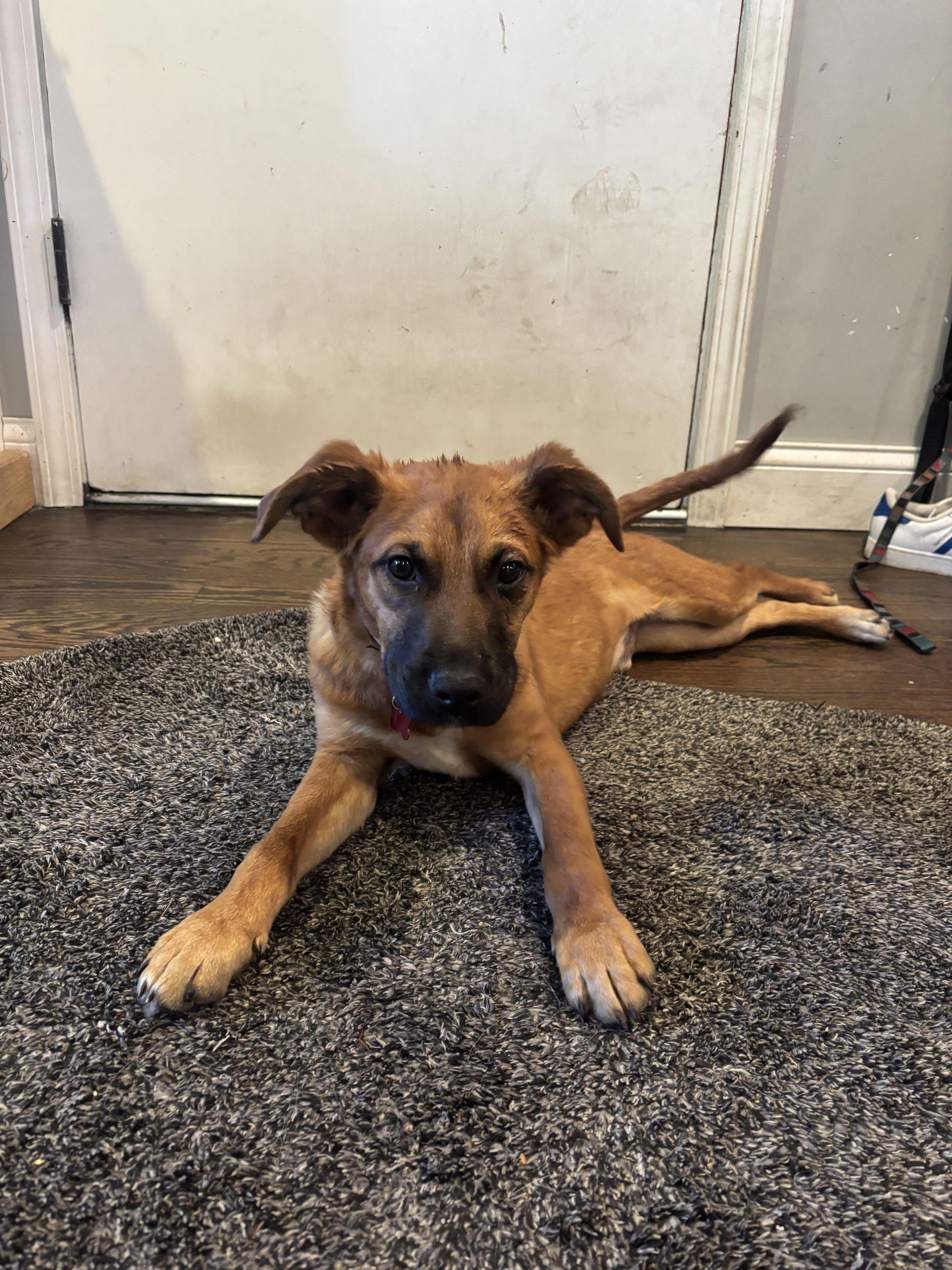 Enlarge Hansel, a ADOPTABLE Shepherd in Homewood, IL image 2/5