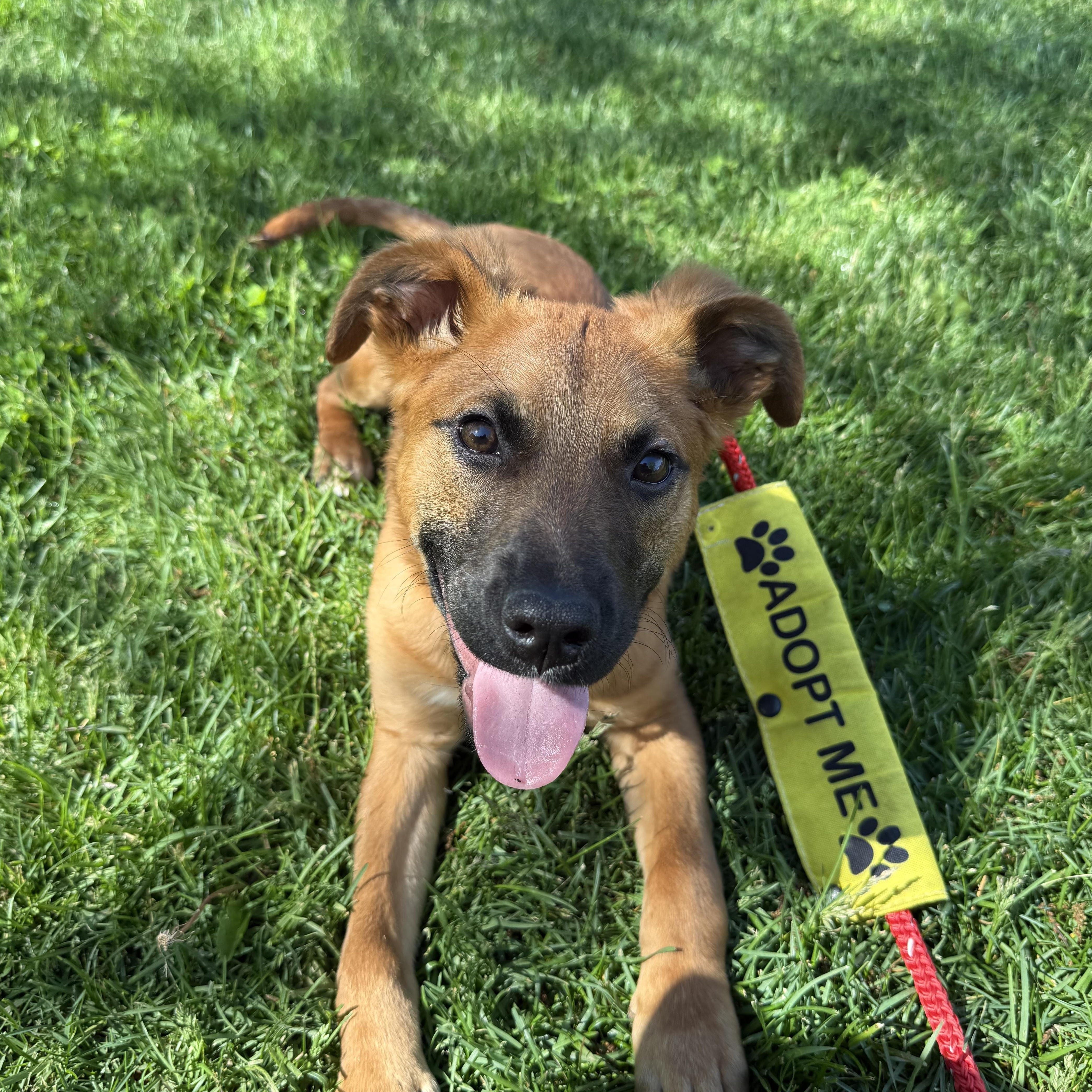 Hansel, ADOPTABLE, Young Male Shepherd.