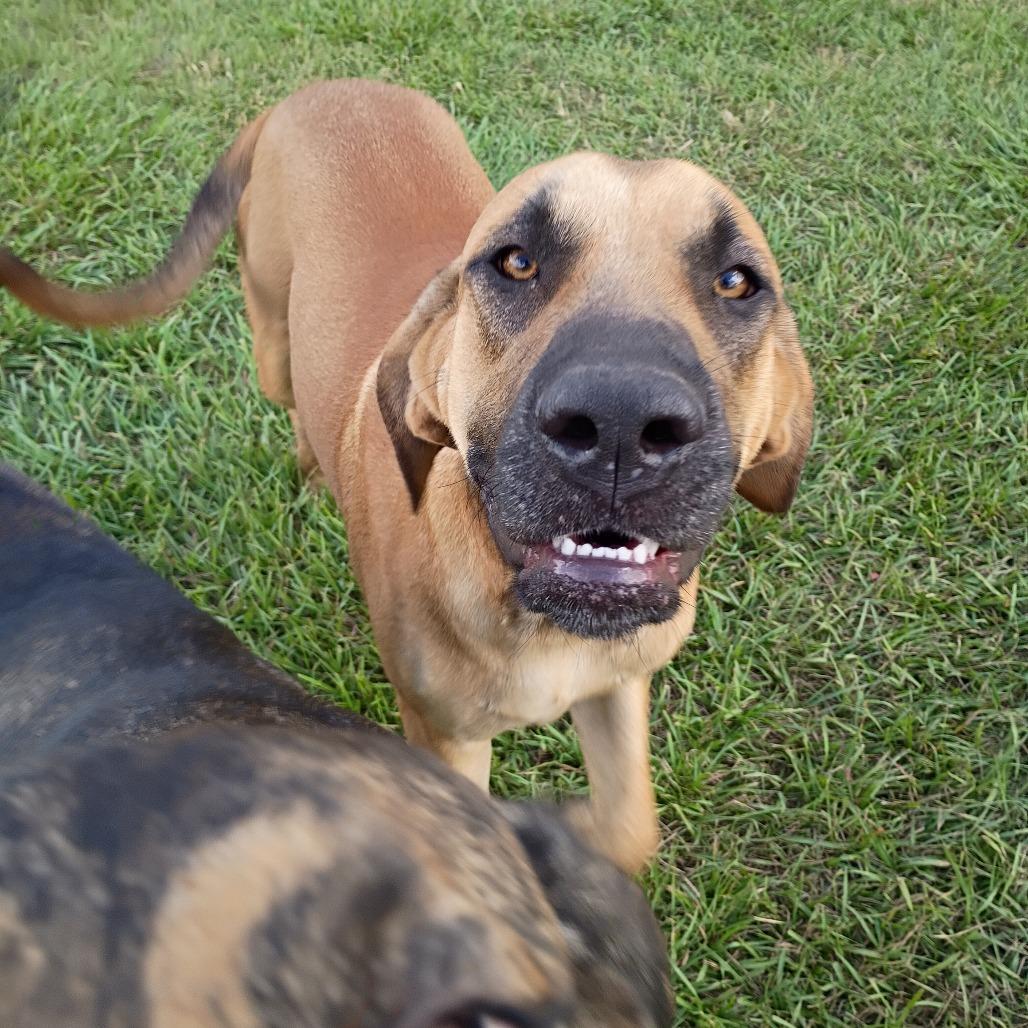 Enlarge "J.J." Jesse James, a Adoptable mixed breed in Batson, TX image 1/1