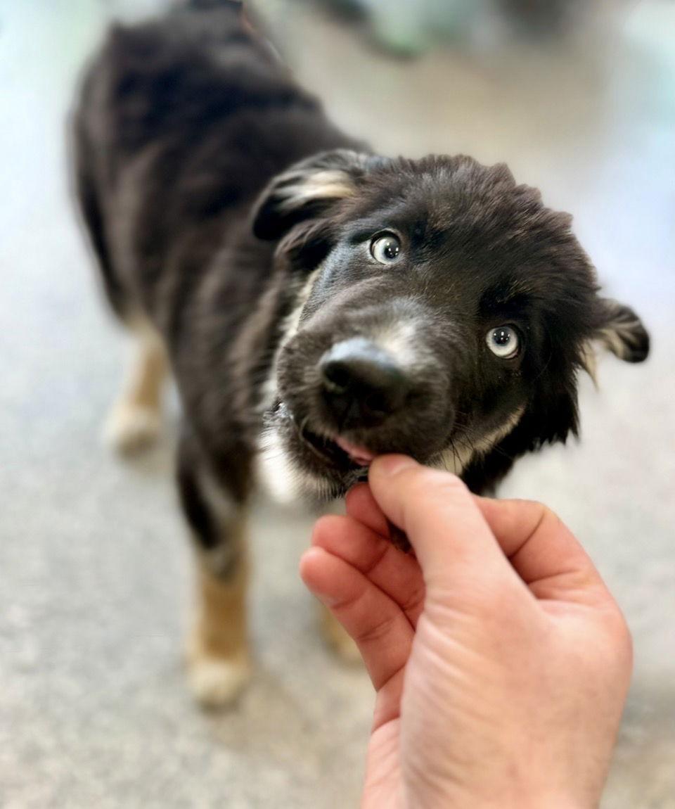 Harley, Adoptable, Puppy Female Husky & Australian Shepherd.