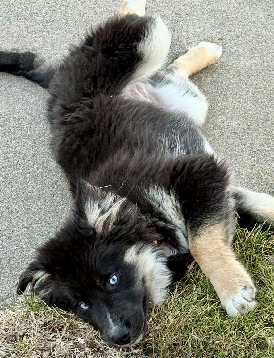 Enlarge Harley, a Adoptable mixed breed in Omaha, NE image 3/3