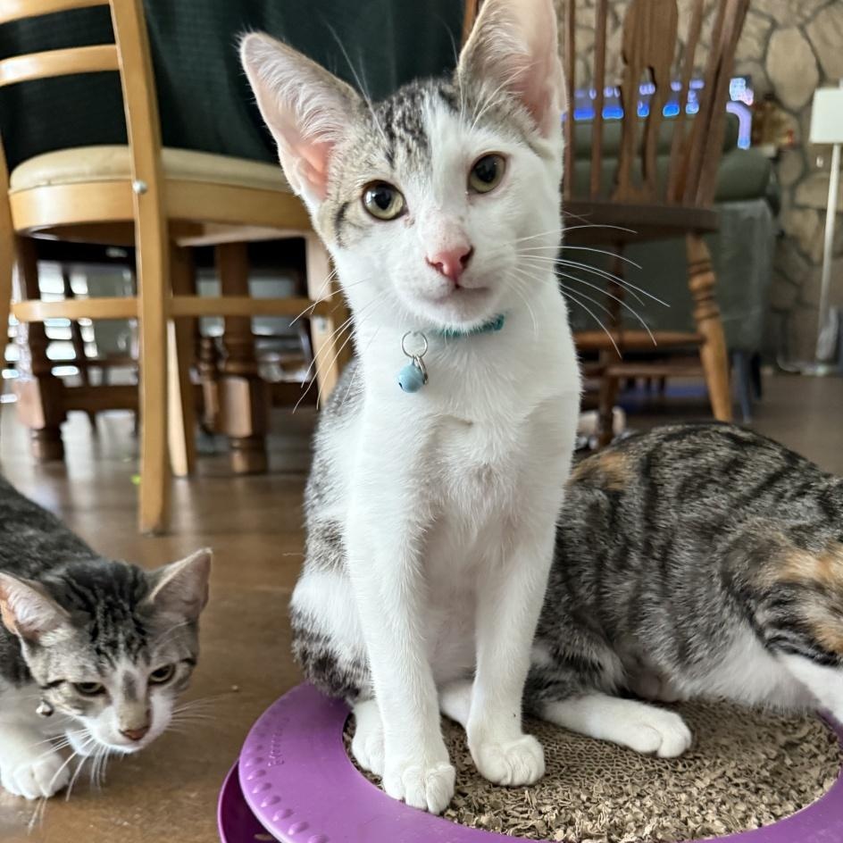 Clover, Adoptable, Kitten Male Domestic Short Hair.