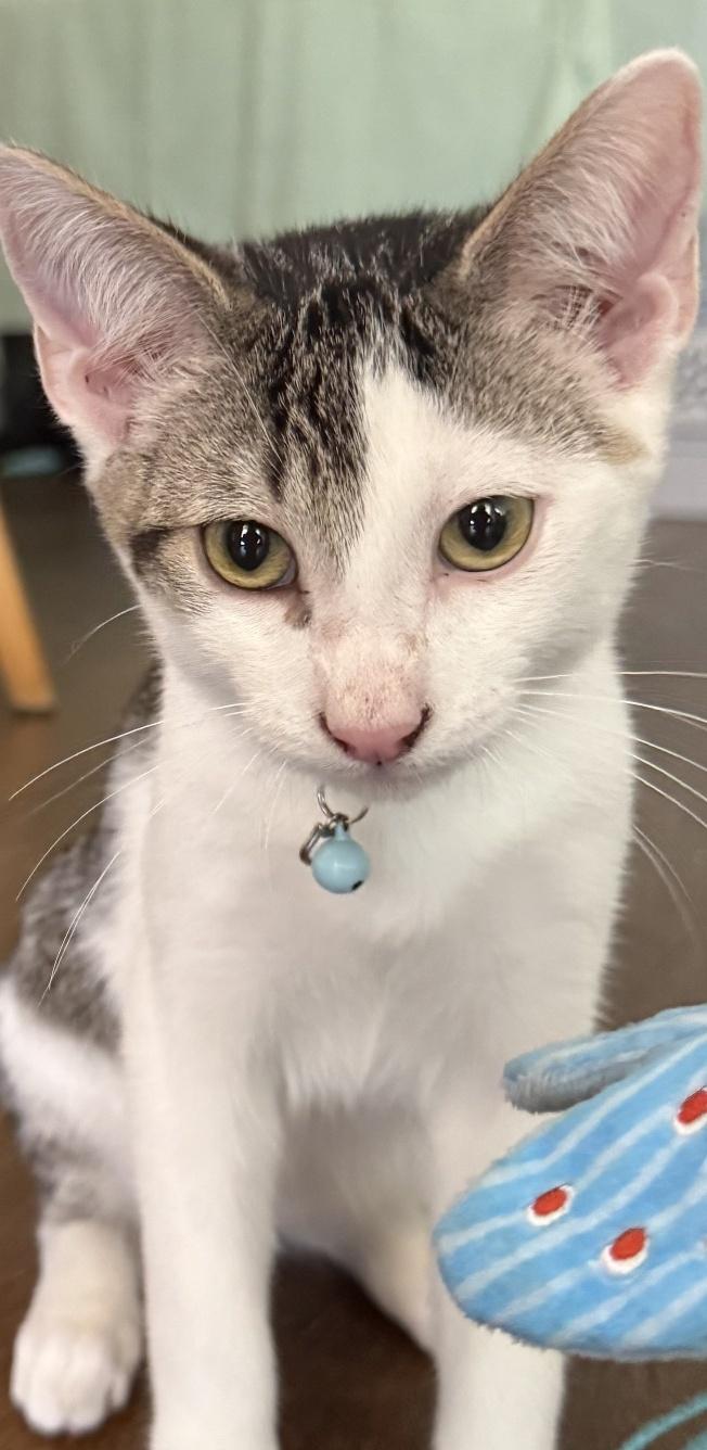 Clover, a Adoptable Domestic Short Hair in Orange, CA image 2/4