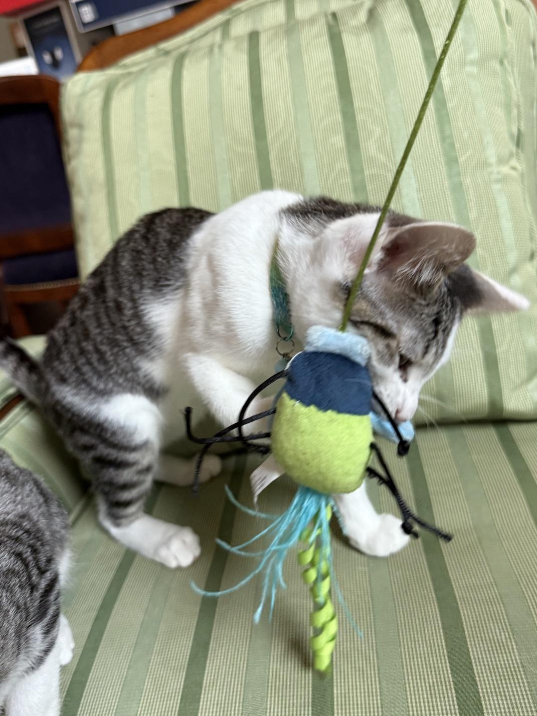 Clover, a Adoptable Domestic Short Hair in Orange, CA image 3/4