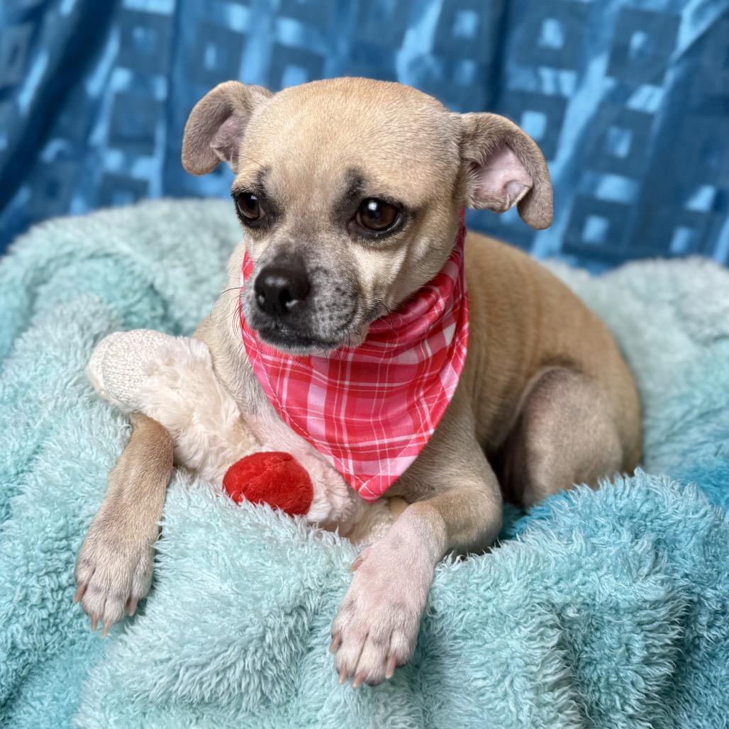 Enlarge Brie, a Adoptable mixed breed in Dublin, OH image 1/5