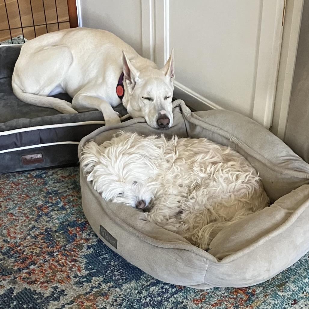 Frida, a Adoptable mixed breed in San Diego, CA image 3/3