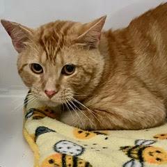 Pumpkin, Young Male Tabby