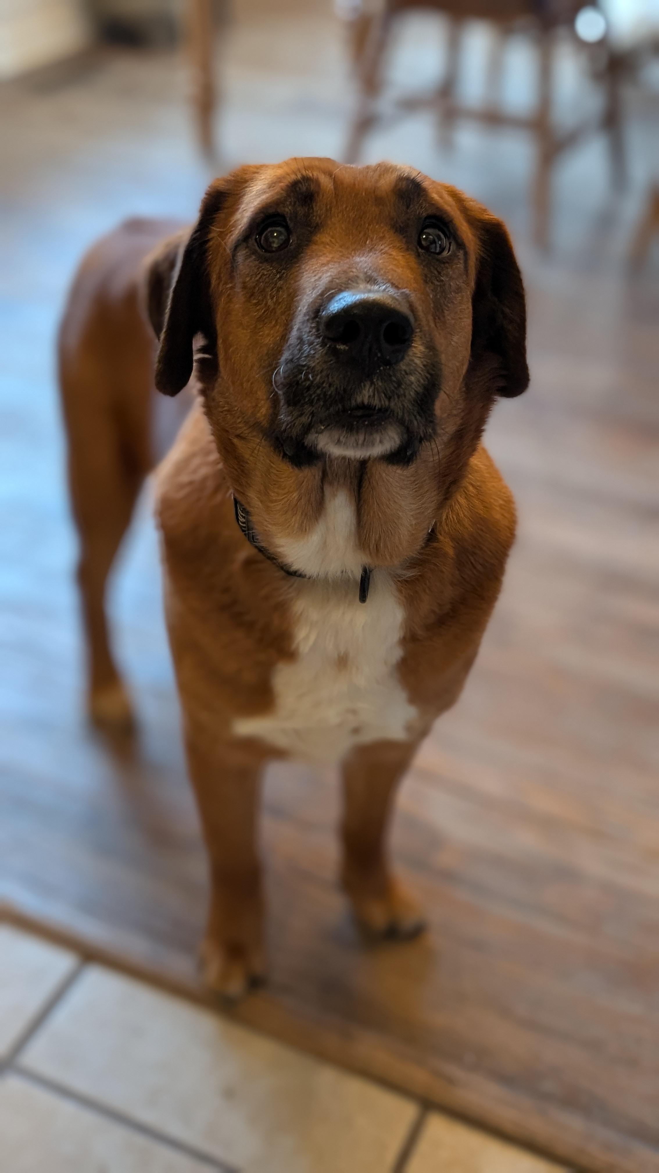 Enlarge Twizzler, a ADOPTABLE mixed breed in Joppa, AL image 2/4