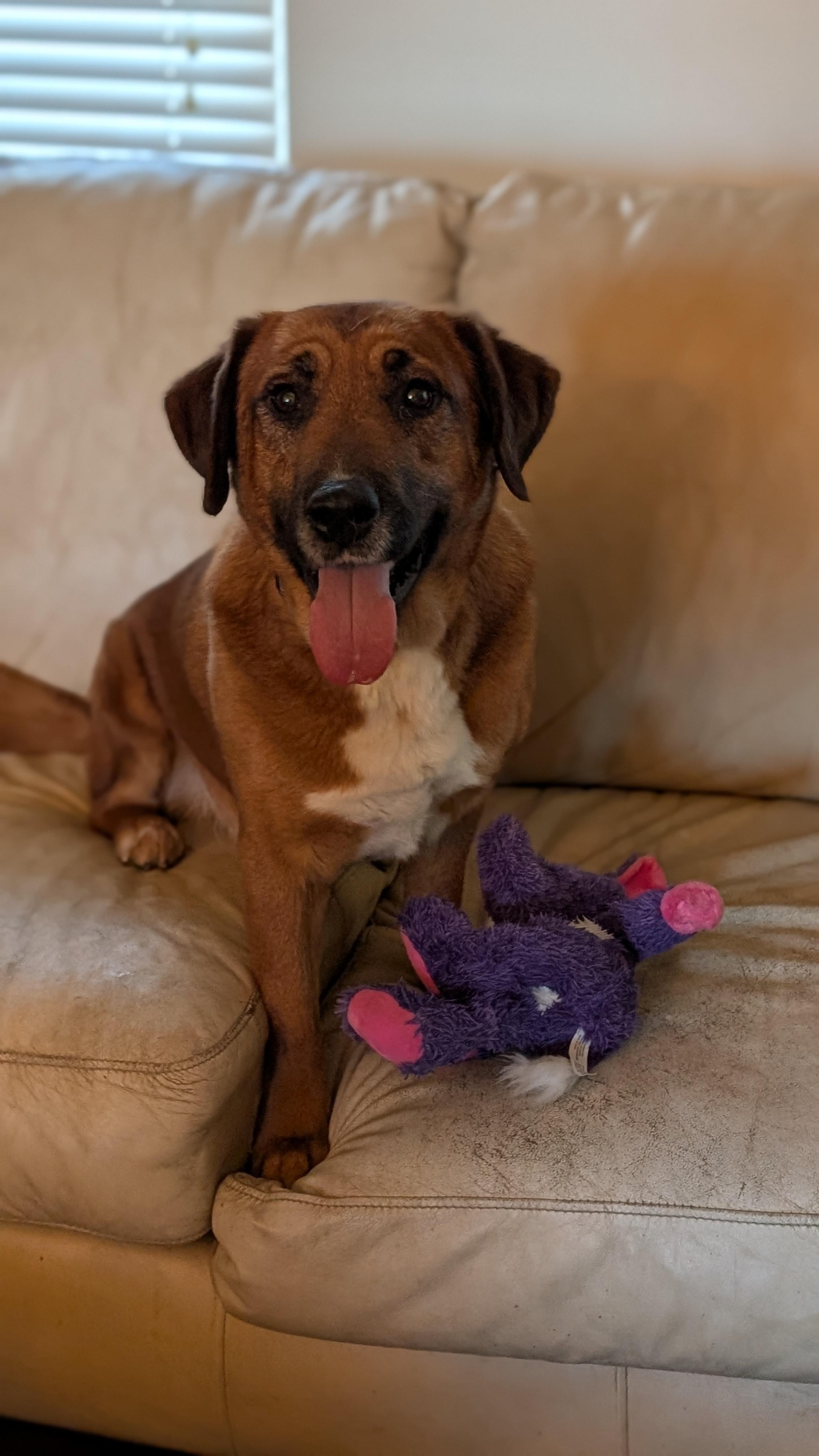 Enlarge Twizzler, a ADOPTABLE mixed breed in Joppa, AL image 4/4