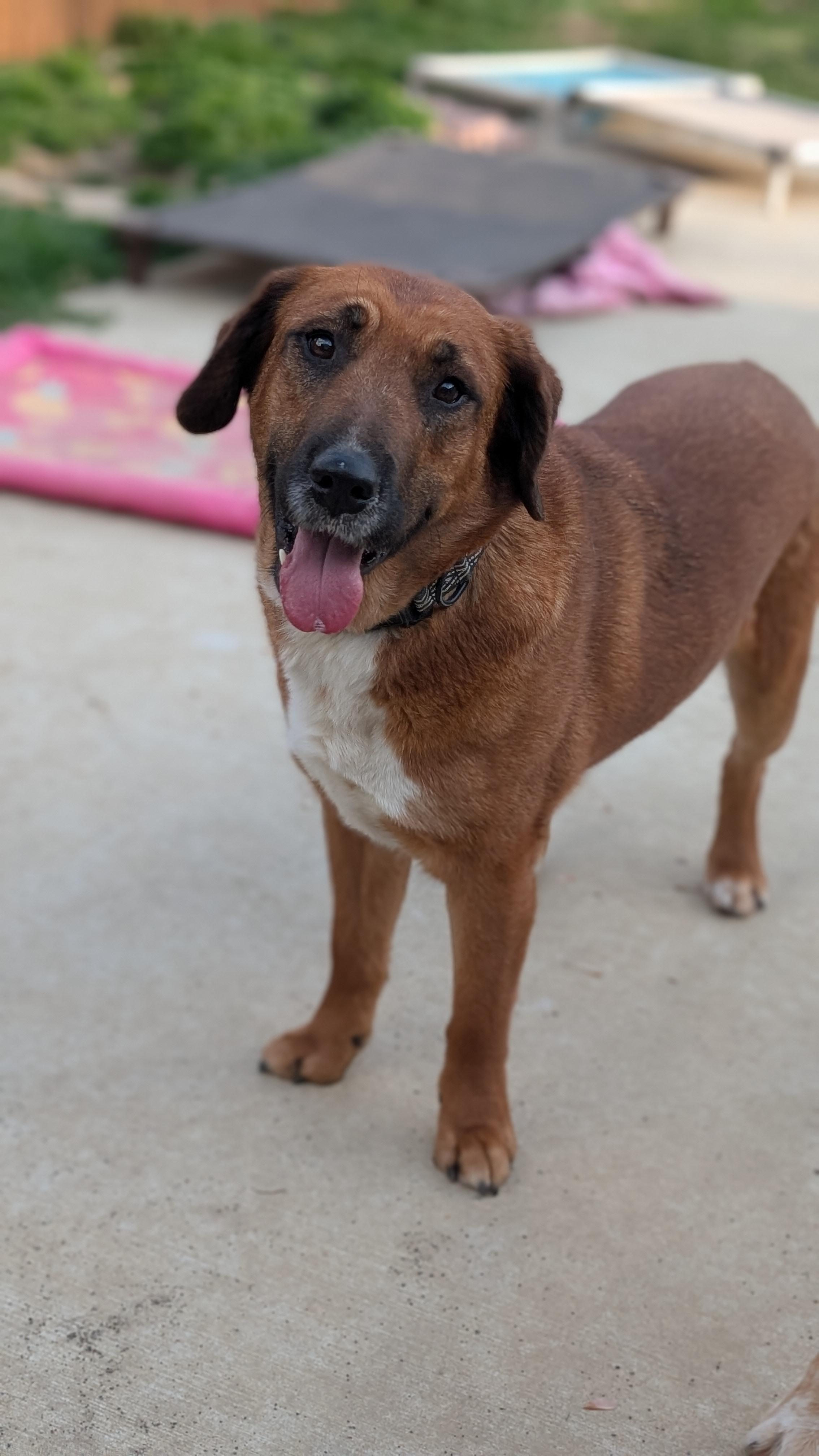Enlarge Twizzler, a ADOPTABLE mixed breed in Joppa, AL image 3/4
