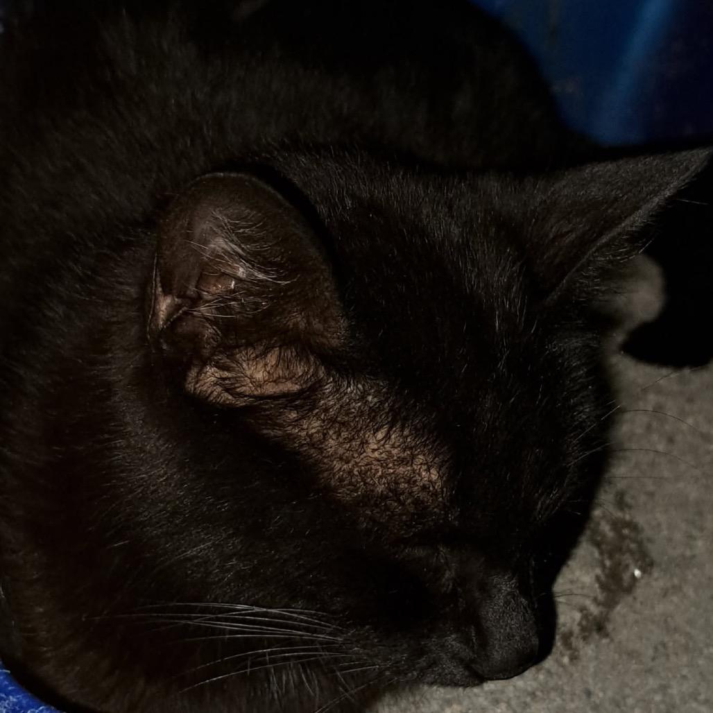 Enlarge Mira, a Adoptable Domestic Short Hair in Green Forest, AR image 1/1
