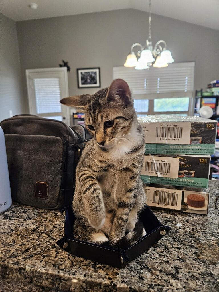 Enlarge Washington, a Adopted Domestic Short Hair in Lubbock, TX image 2/2