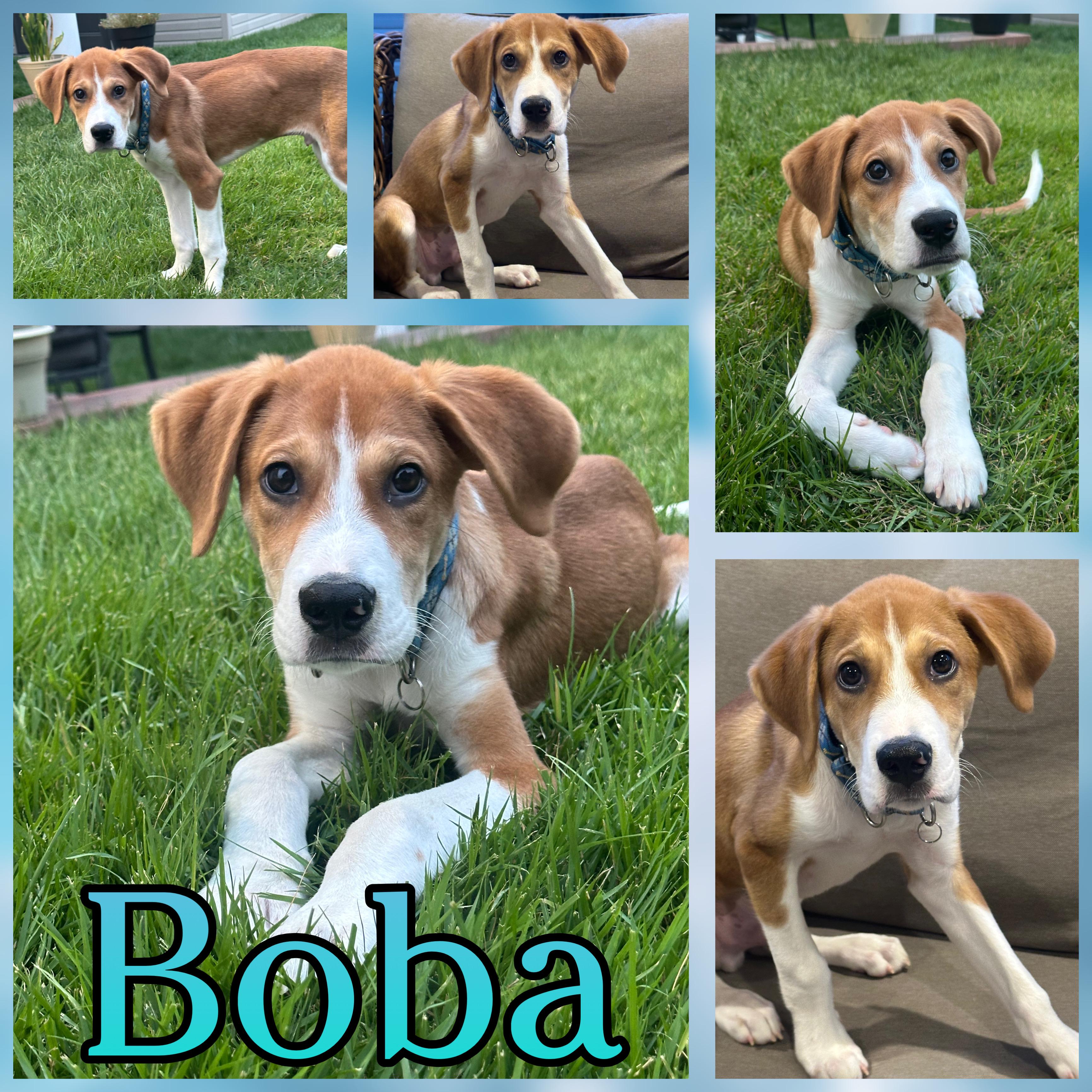 Enlarge Boba, an adopted mixed breed in Hatfield, PA image 1/1