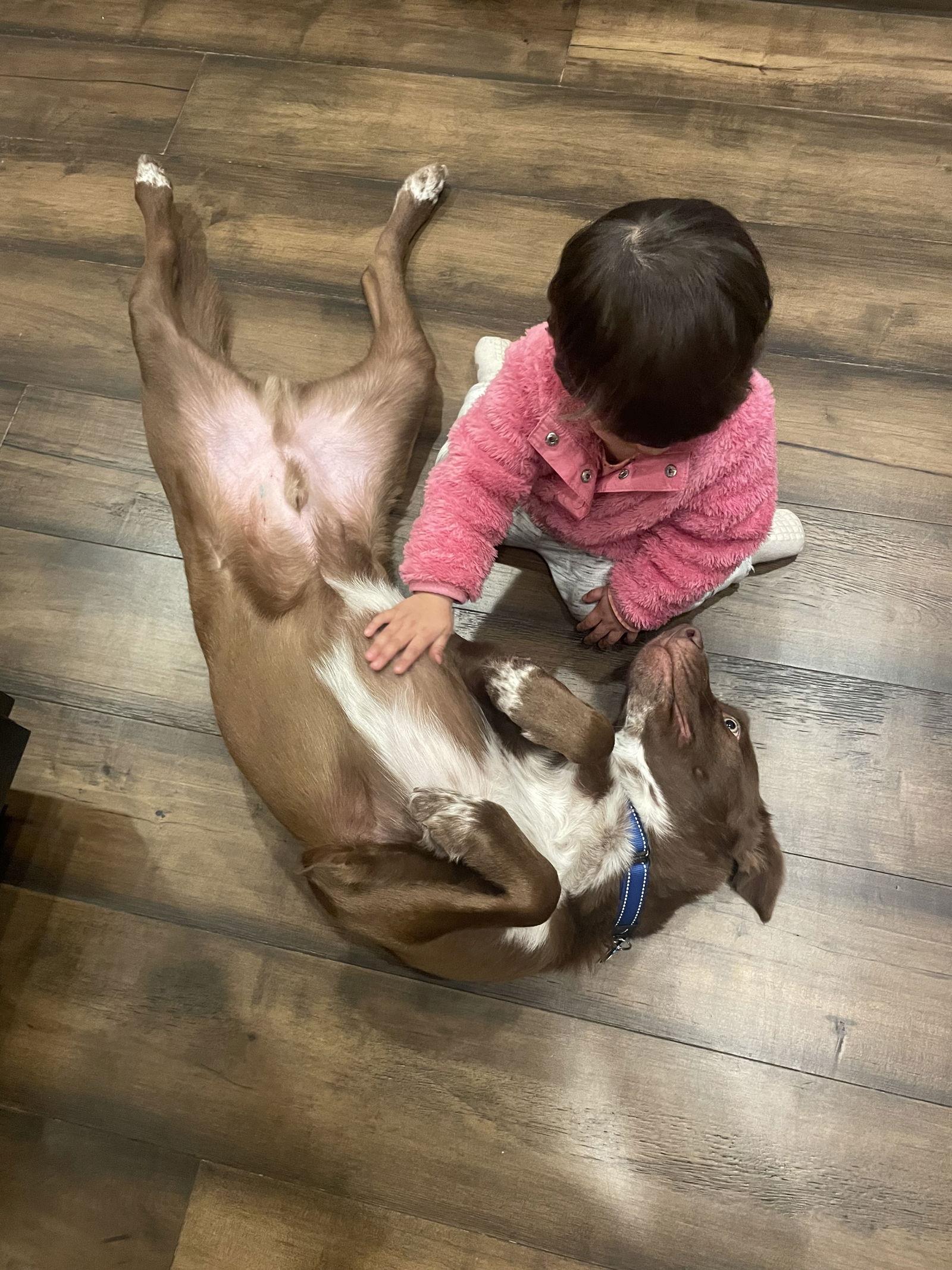 Maui, Adoptable, Adult Male Australian Shepherd & Labrador Retriever.