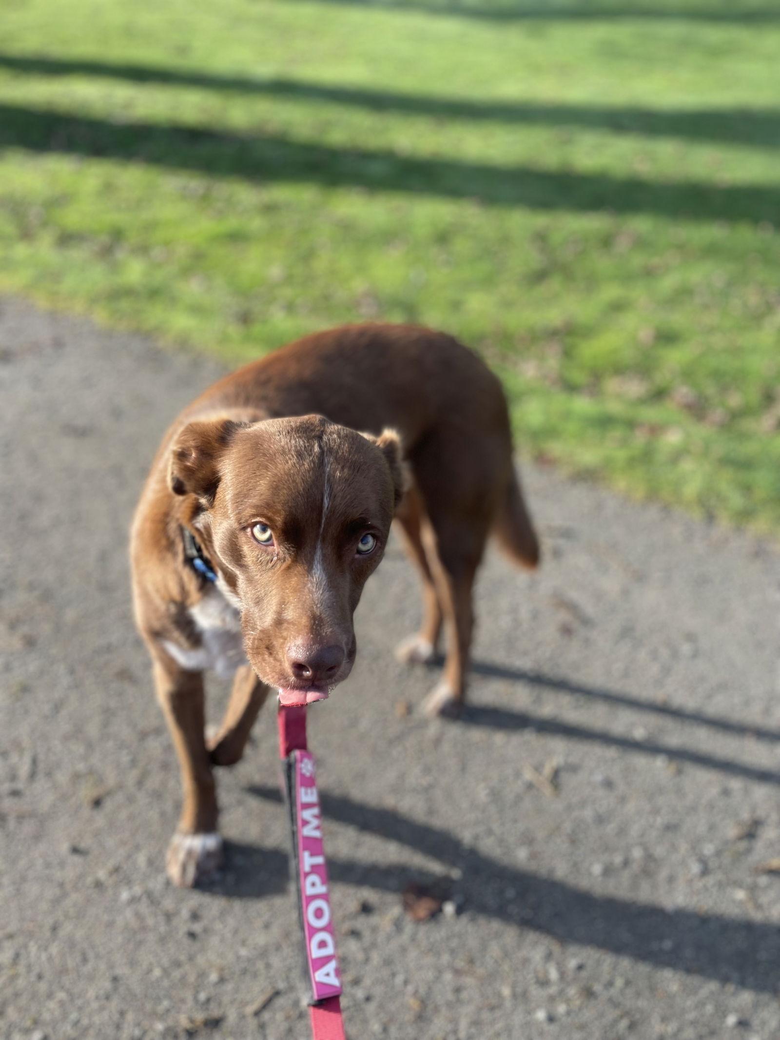 Maui, a Adoptable mixed breed in Bothell, WA image 2/3