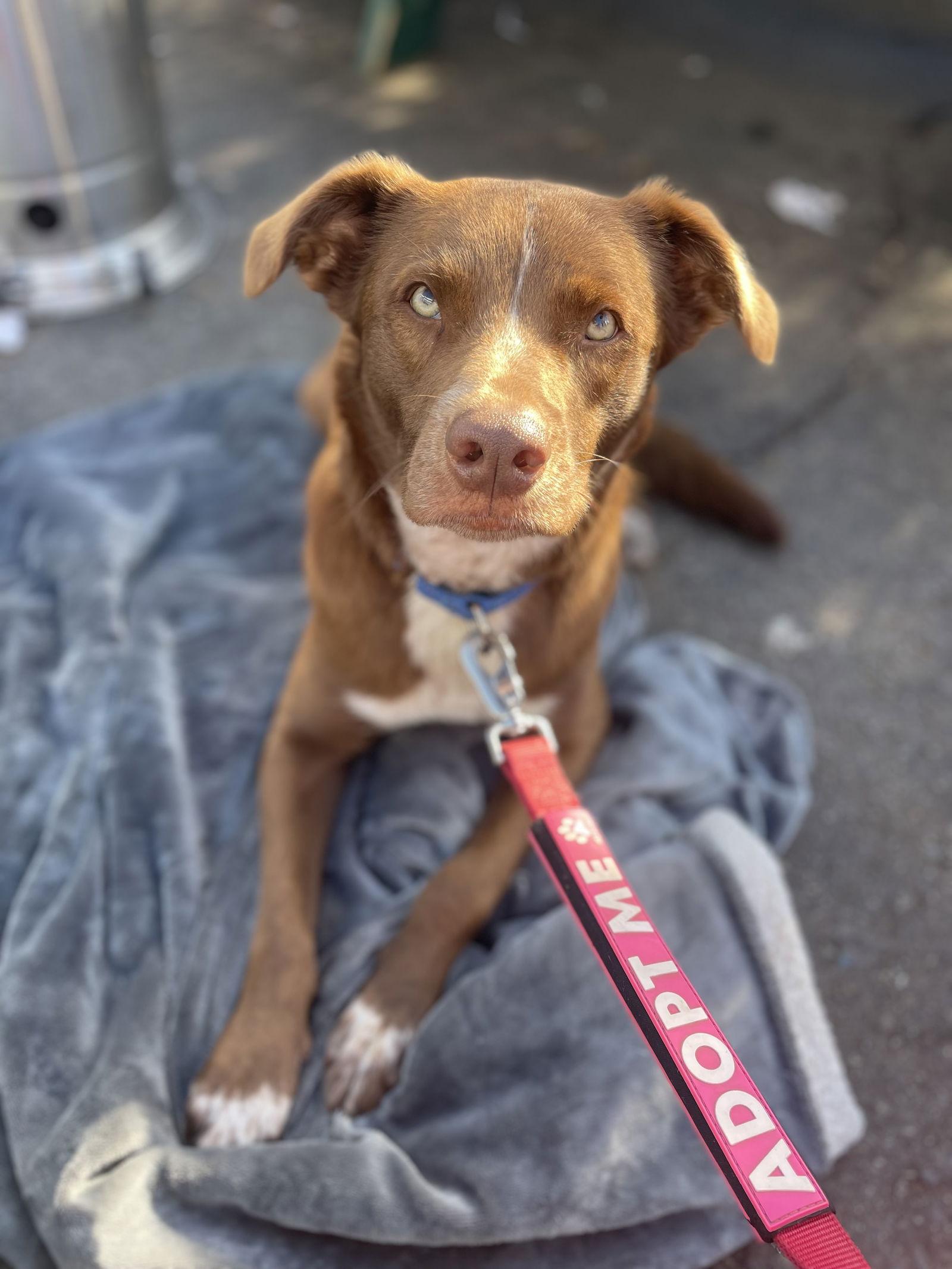 Maui, a Adoptable mixed breed in Bothell, WA image 3/3