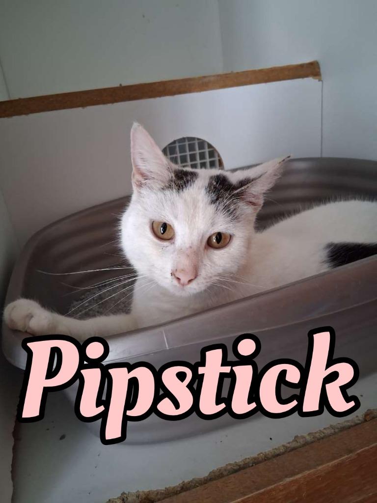 Enlarge Pipstick, a Adoptable Domestic Short Hair in Hillsboro, OH image 1/1