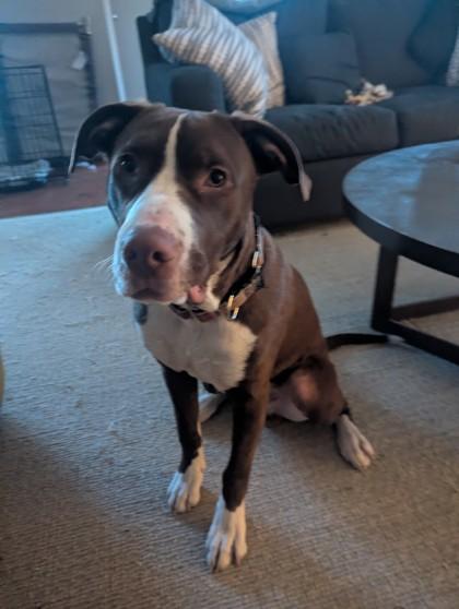Atticus, Adoptable, Young Male Mixed Breed & Mixed Breed.