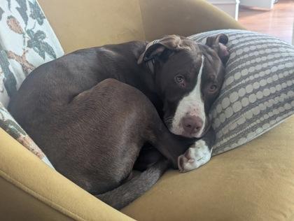 Enlarge Atticus, a Adoptable mixed breed in Atlanta, GA image 3/3