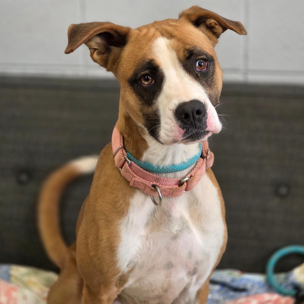 Dollie, Adoptable, Adult Female Mixed Breed.