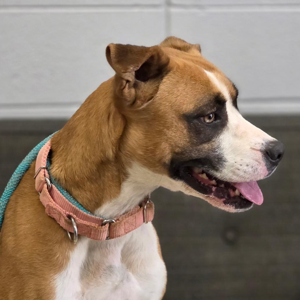 Dollie, a Adoptable Mixed Breed in Huntsville, AL image 2/4