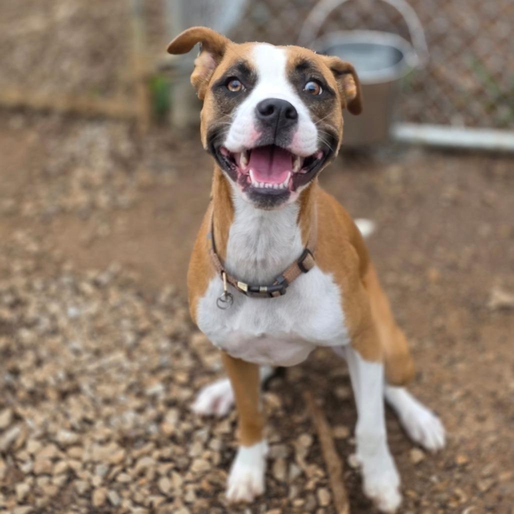 Enlarge Dollie, a Adoptable Mixed Breed in Huntsville, AL image 1/3