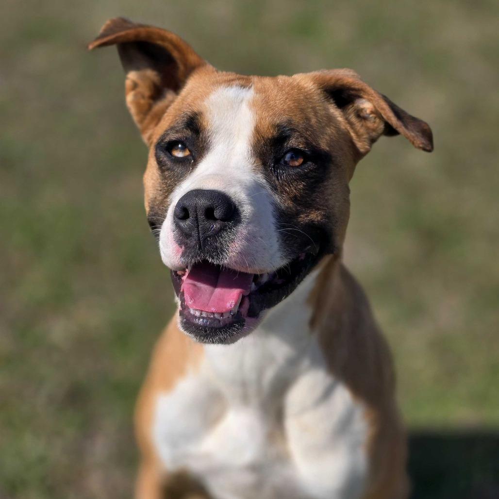 Enlarge Dollie, a Adoptable Mixed Breed in Huntsville, AL image 4/6