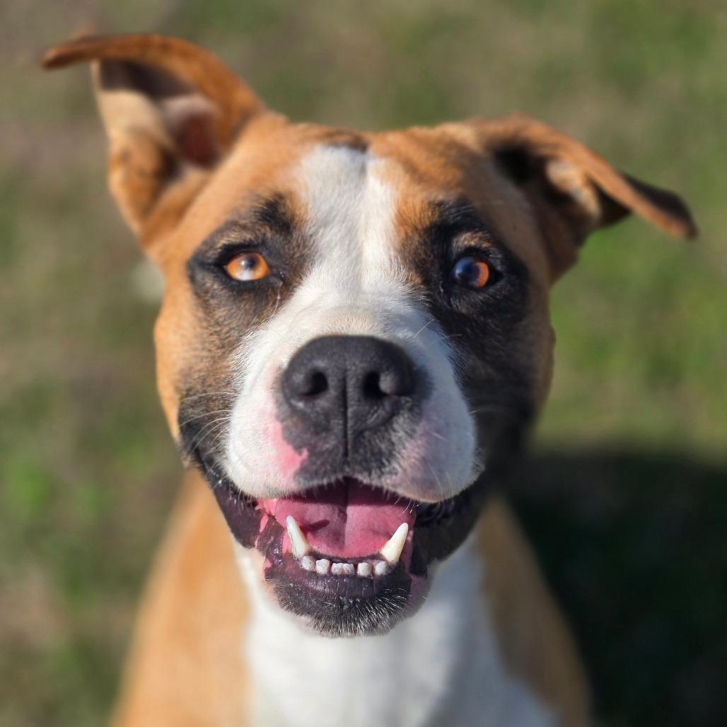 Enlarge Dollie, a Adoptable Mixed Breed in Huntsville, AL image 5/6