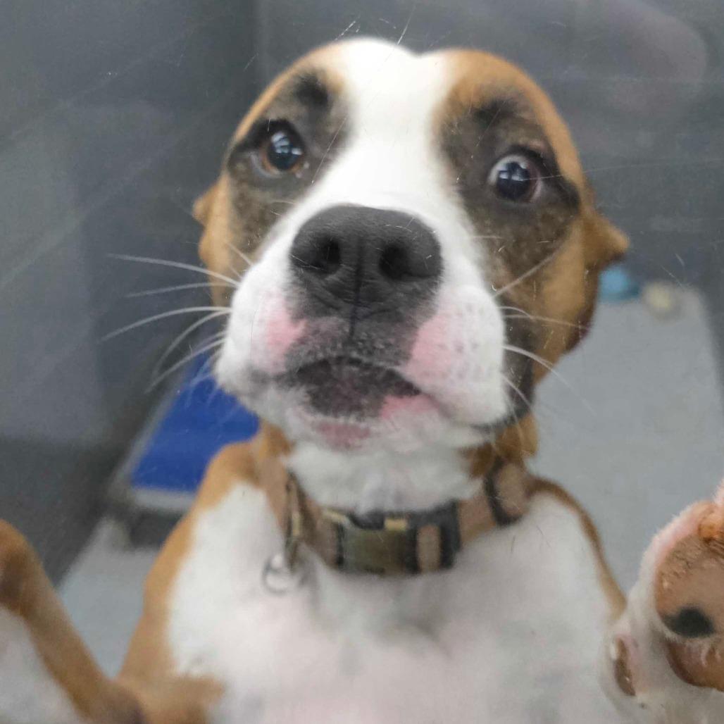 Enlarge Dollie, a Adoptable Mixed Breed in Huntsville, AL image 3/3