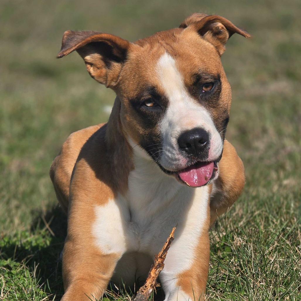 Enlarge Dollie, a Adoptable Mixed Breed in Huntsville, AL image 6/6