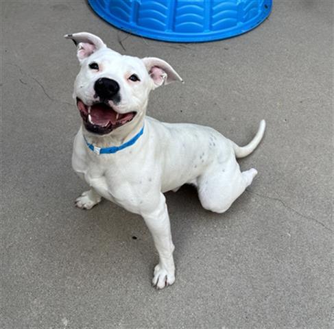 Enlarge CAIN, a Adoptable Pit Bull Terrier in Dayton, OH image 1/1