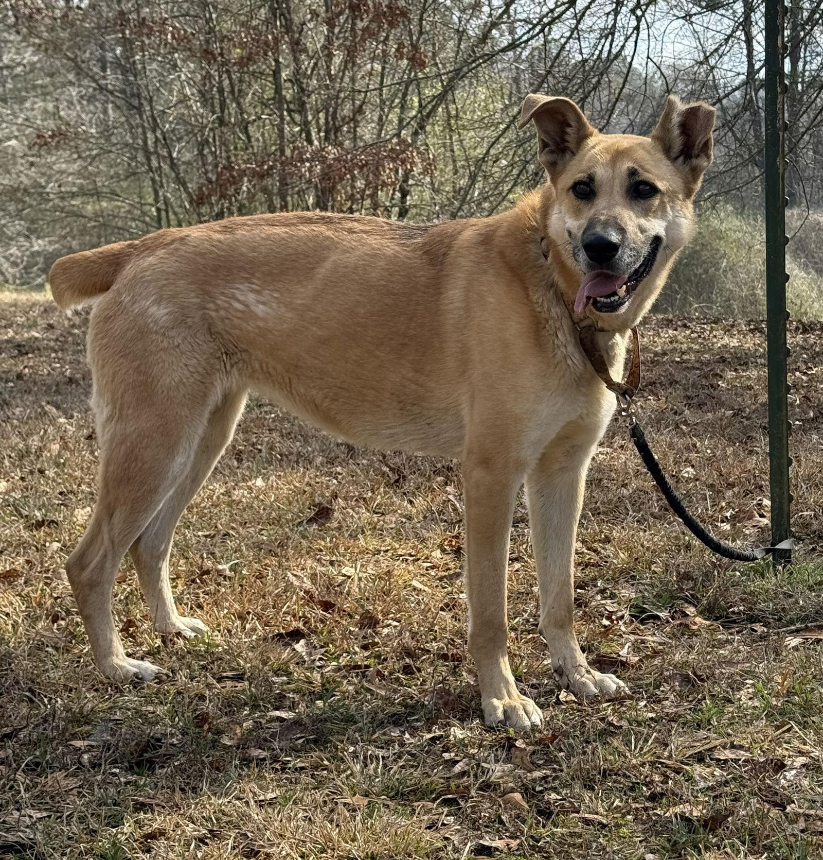 Skye, Adoptable, Adult Female German Shepherd Dog & Golden Retriever.