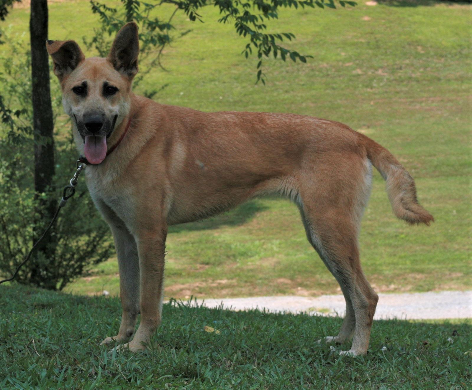 Skye, a Adoptable mixed breed in Attalla, AL image 3/3