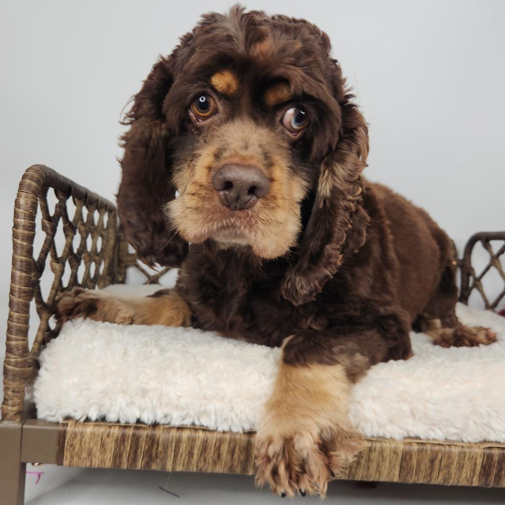 Alder, Adoptable, Adult Male Cocker Spaniel.