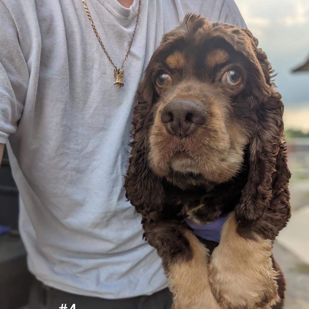 Enlarge Alder, a Adoptable Cocker Spaniel in Fort Wayne, IN image 2/2