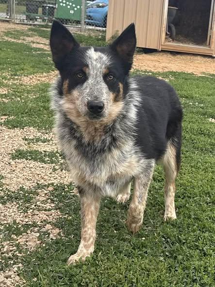 Queen, ADOPTABLE, Adult Female Australian Cattle Dog / Blue Heeler.