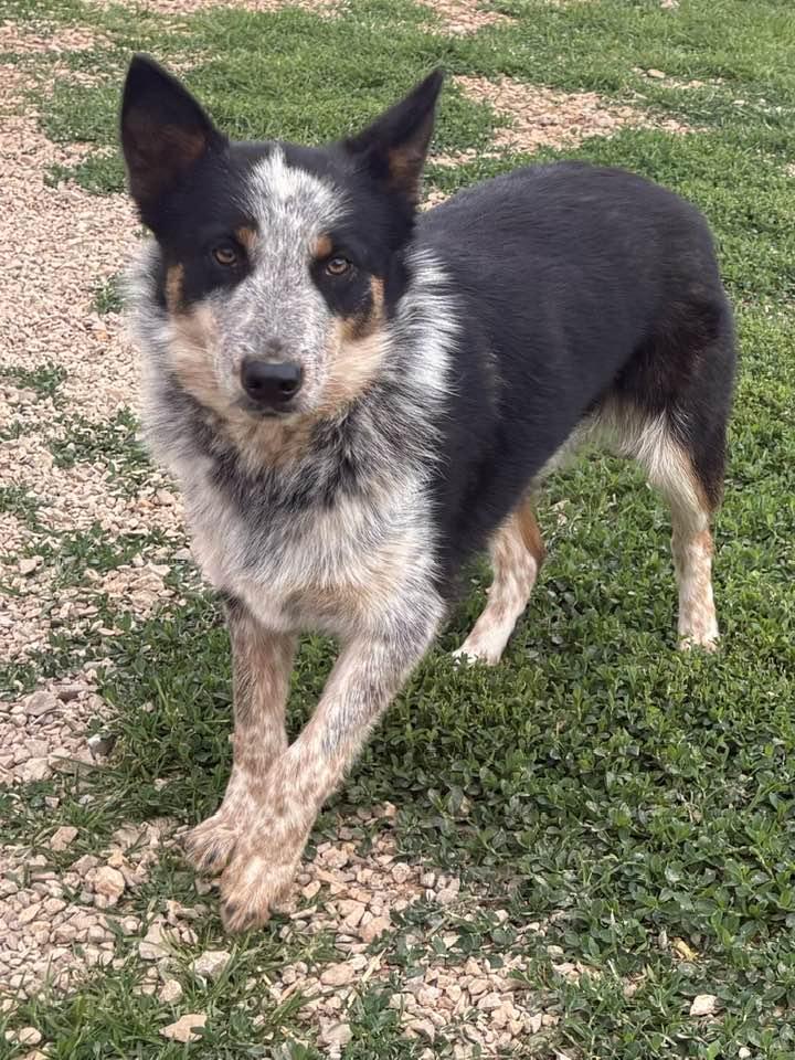 Enlarge Queen, a ADOPTABLE Australian Cattle Dog / Blue Heeler in Munfordville, KY image 2/2