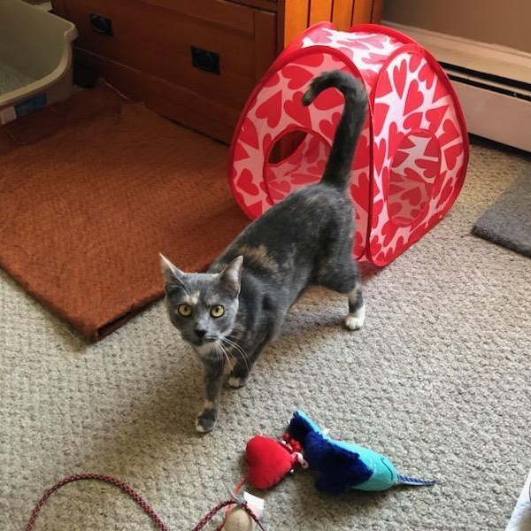 Enlarge NINA , a ADOPTABLE Dilute Calico in Hamilton, NJ image 4/4