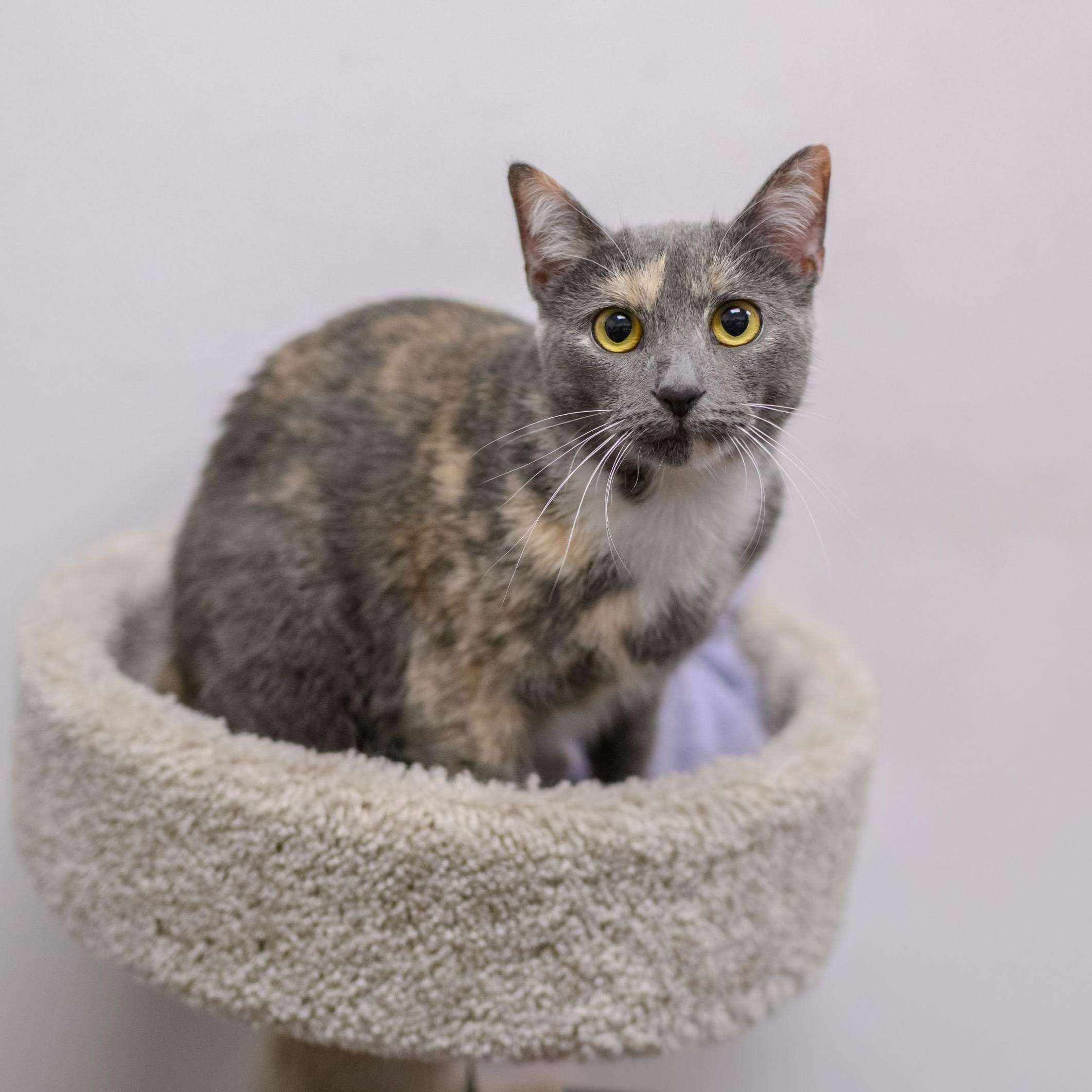 NINA , ADOPTABLE, Young Female Dilute Calico.