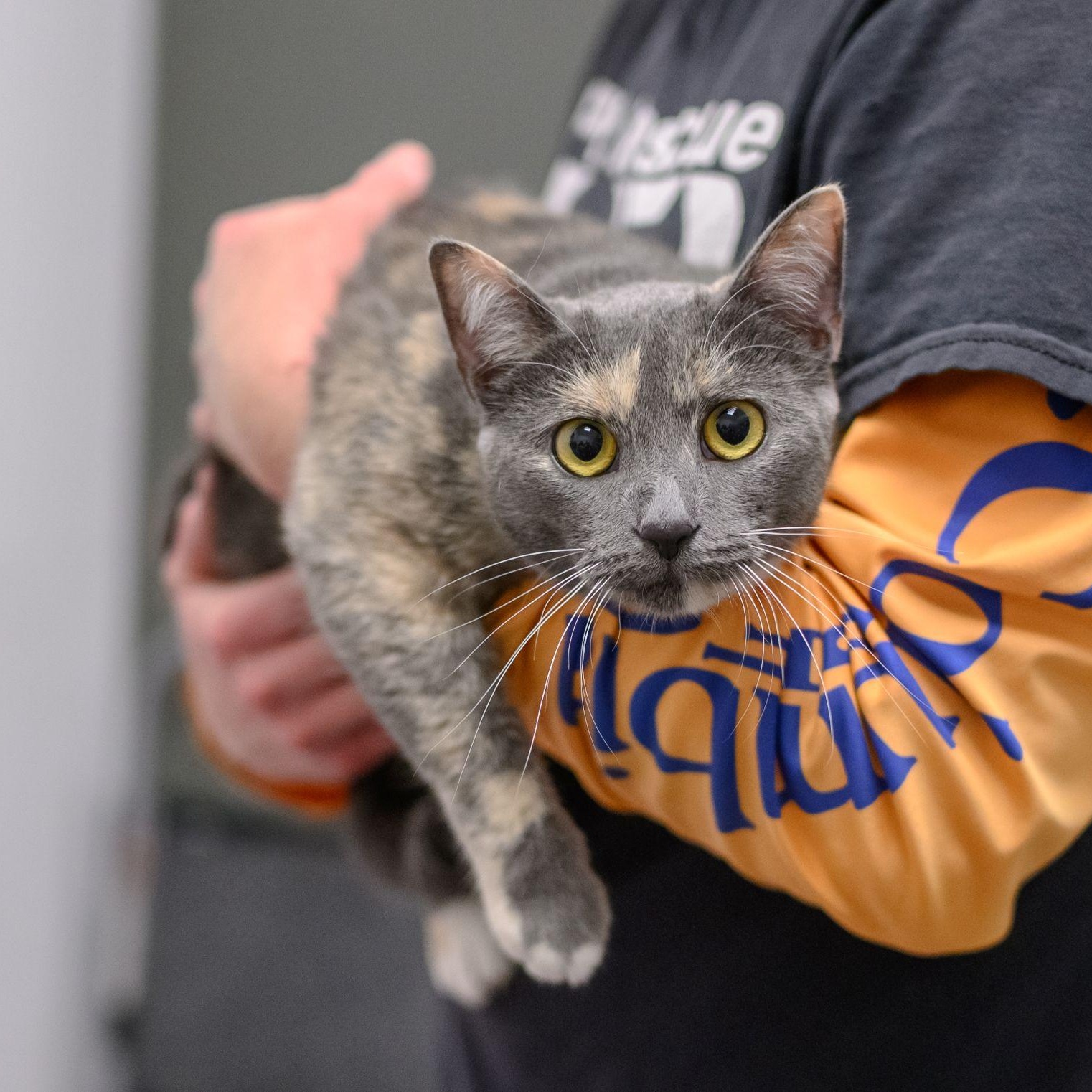 Enlarge NINA , a ADOPTABLE Dilute Calico in Hamilton, NJ image 2/6