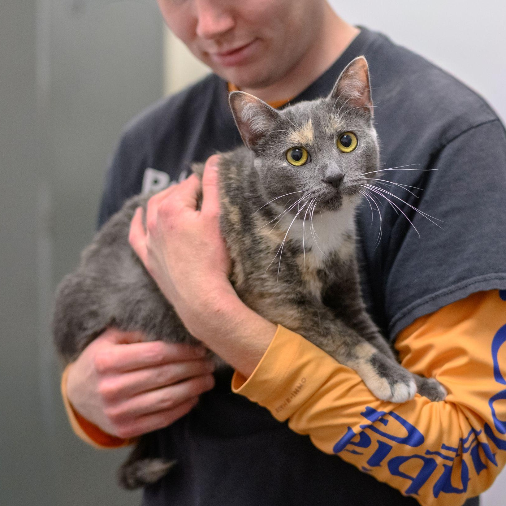 Enlarge NINA , a ADOPTABLE Dilute Calico in Hamilton, NJ image 3/6