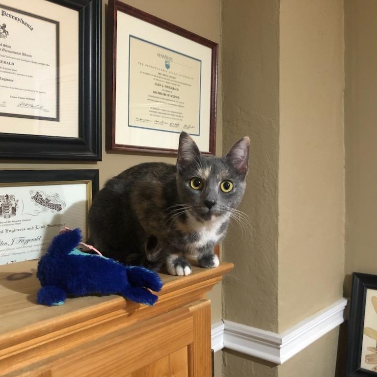 Enlarge NINA , a ADOPTABLE Dilute Calico in Hamilton, NJ image 2/4