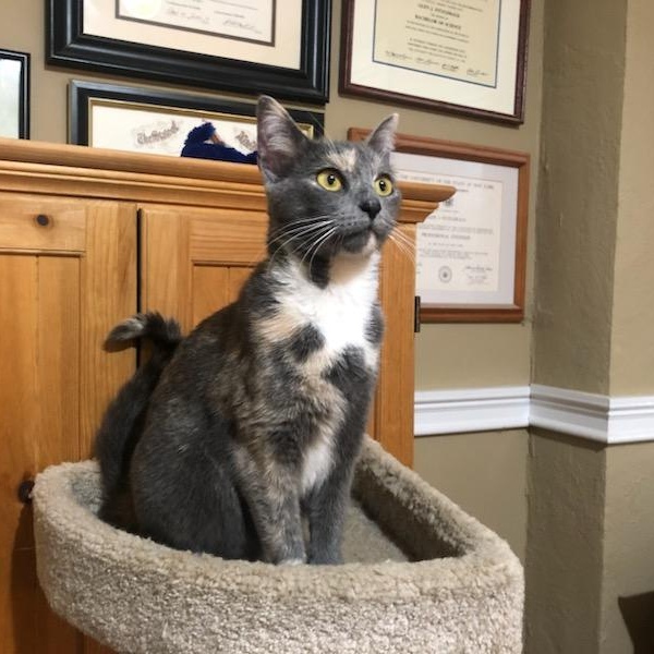 Enlarge NINA , a ADOPTABLE Dilute Calico in Hamilton, NJ image 3/4