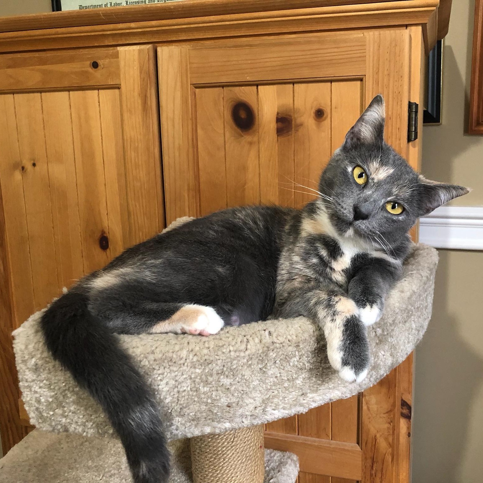 Enlarge NINA , a ADOPTABLE Dilute Calico in Hamilton, NJ image 1/4