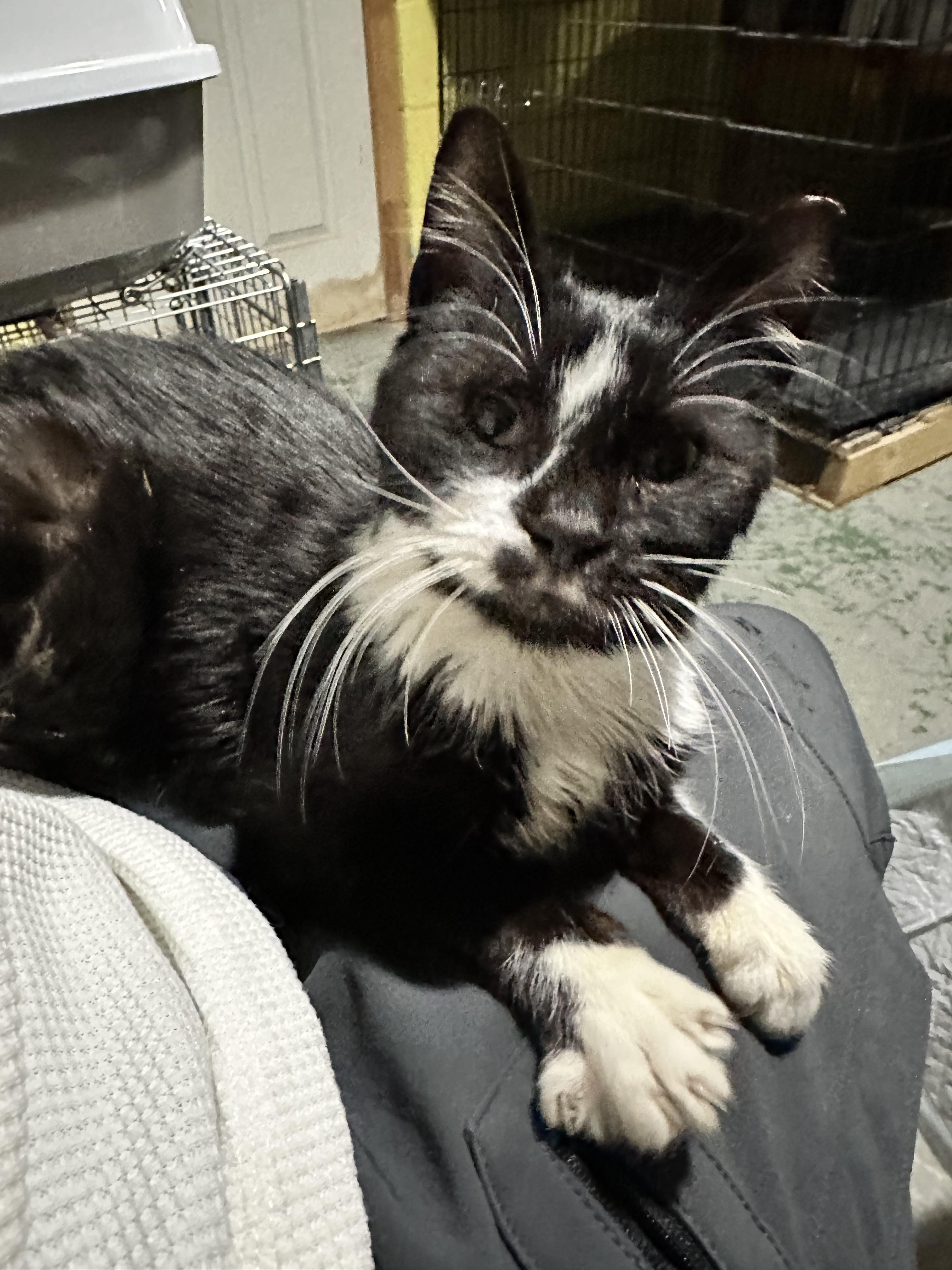 Enlarge Peanut, an adopted Domestic Medium Hair in Frederick, MD image 5/5