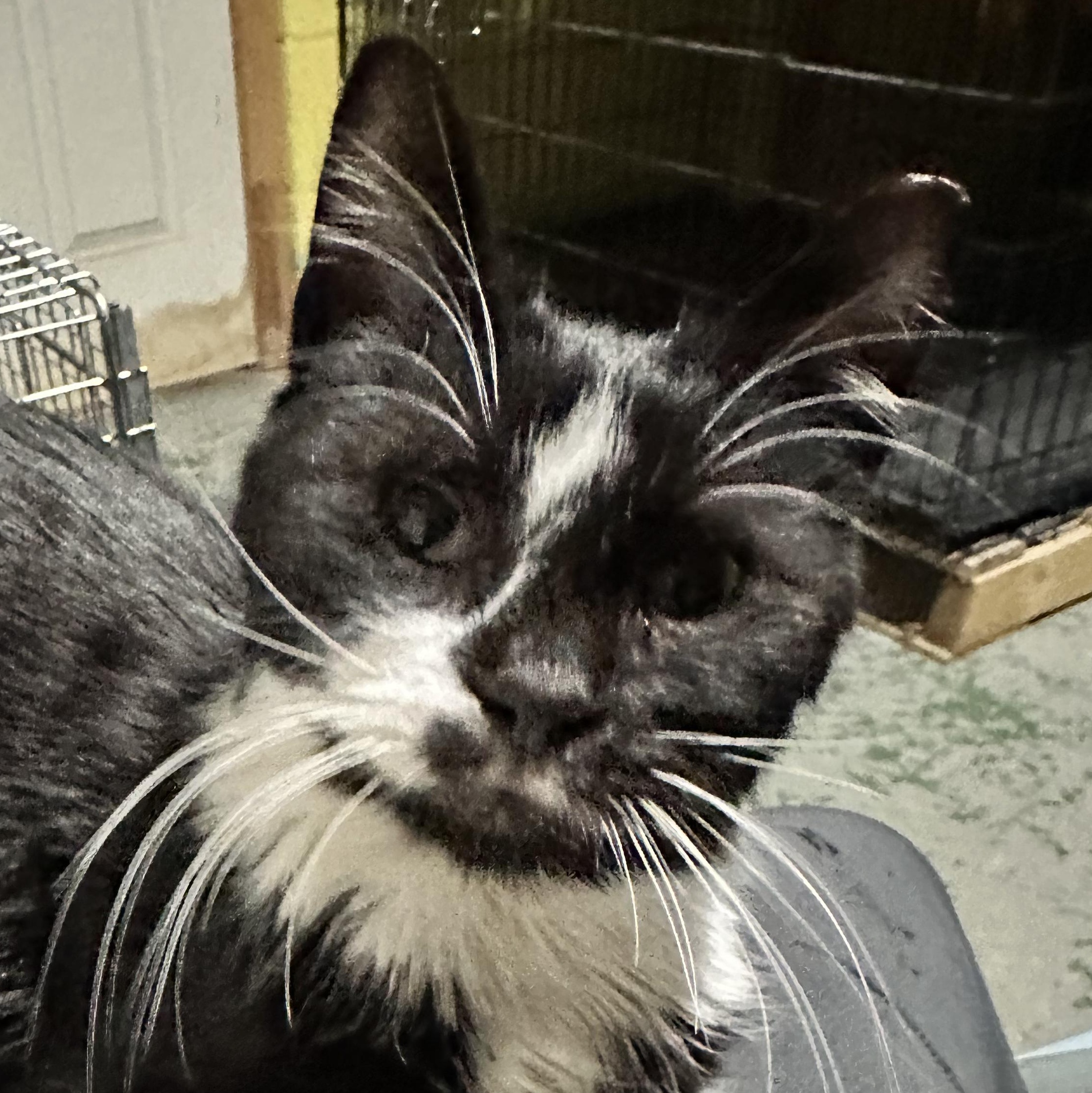 Enlarge Peanut, an adopted Domestic Medium Hair in Frederick, MD image 1/5