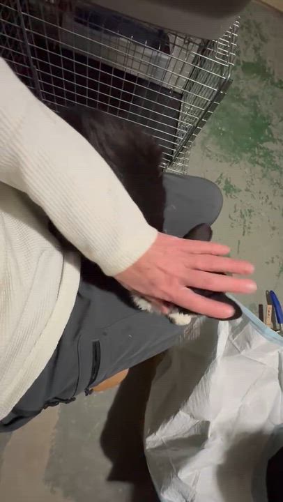 Enlarge Peanut, an adopted Domestic Medium Hair in Frederick, MD video 3/5