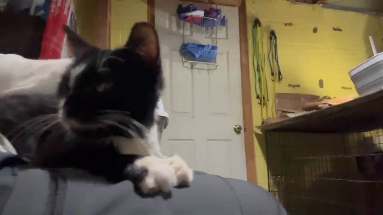 Enlarge Peanut, an adopted Domestic Medium Hair in Frederick, MD video 2/5